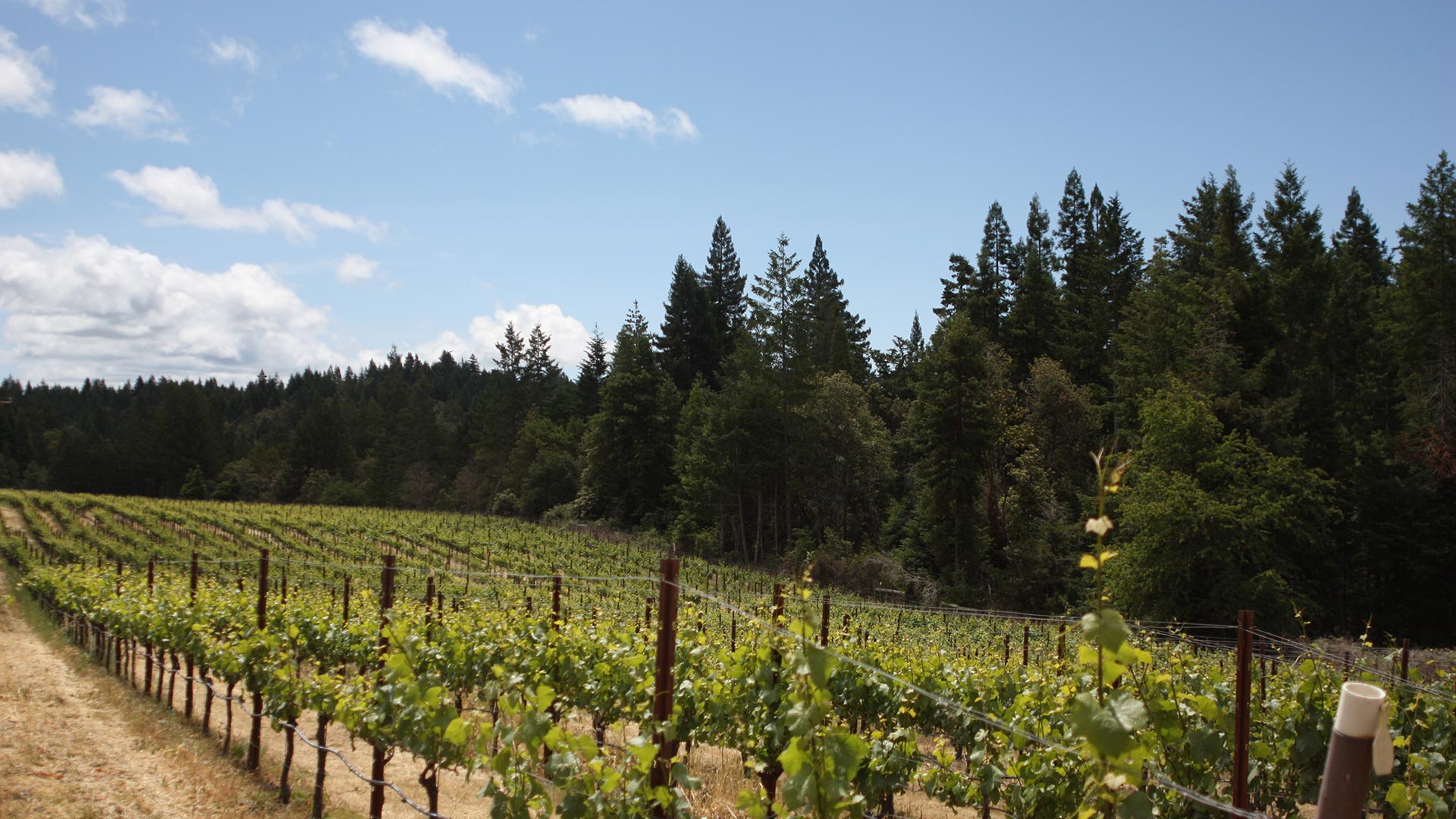 Campbell Ranch Vineyard