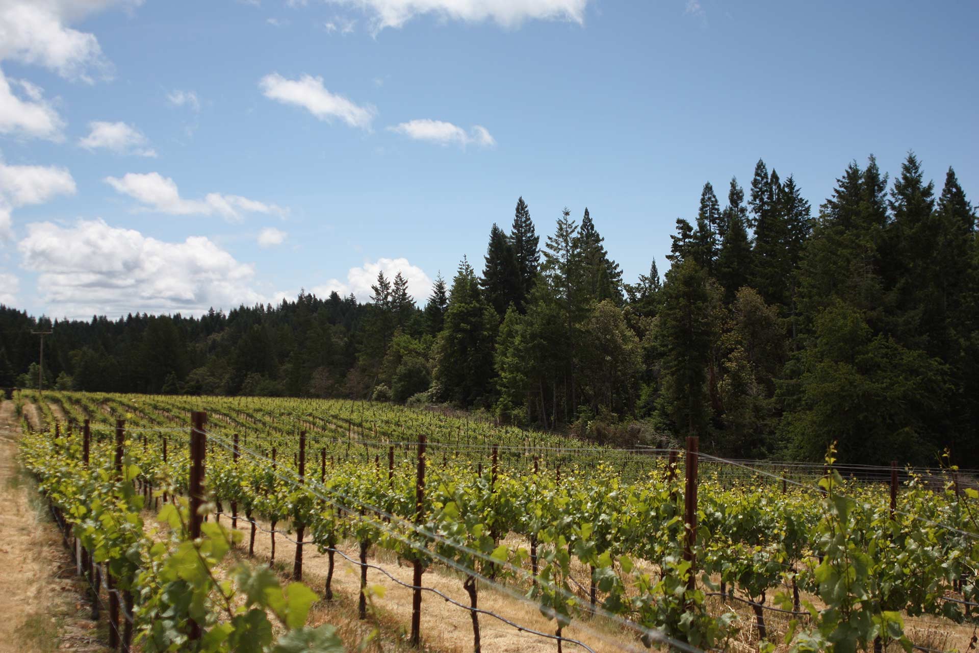 Campbell Ranch Vineyard