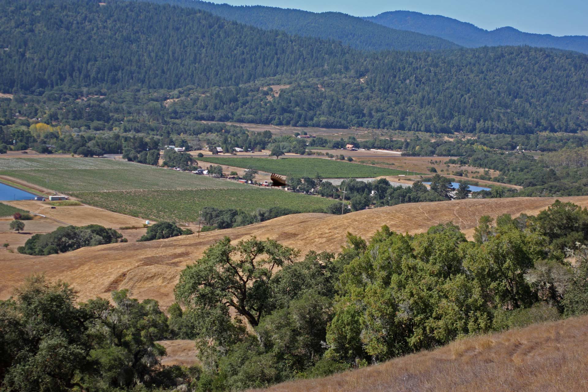 Cerise Vineyard