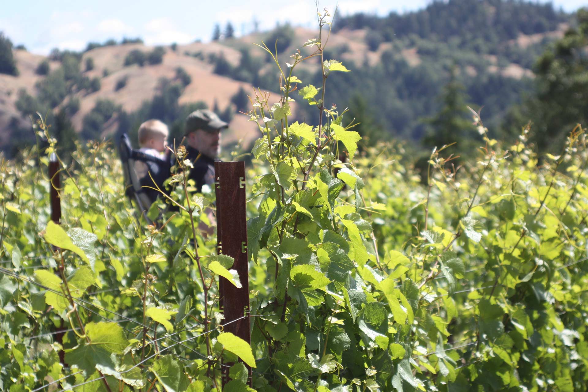 Undisclosed Vineyard