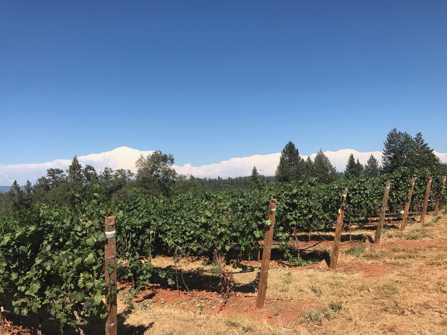  Duarte-Georgetown Vineyard